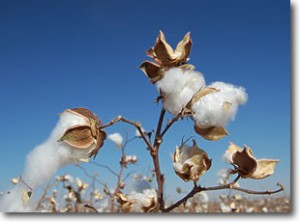 cottonplantsm