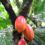 Cacao tree with fruit pods