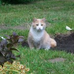 Plant Crusher Culprit #1-Buddy the Cat
